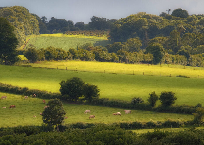 Green fields with cows and dappled sunlight